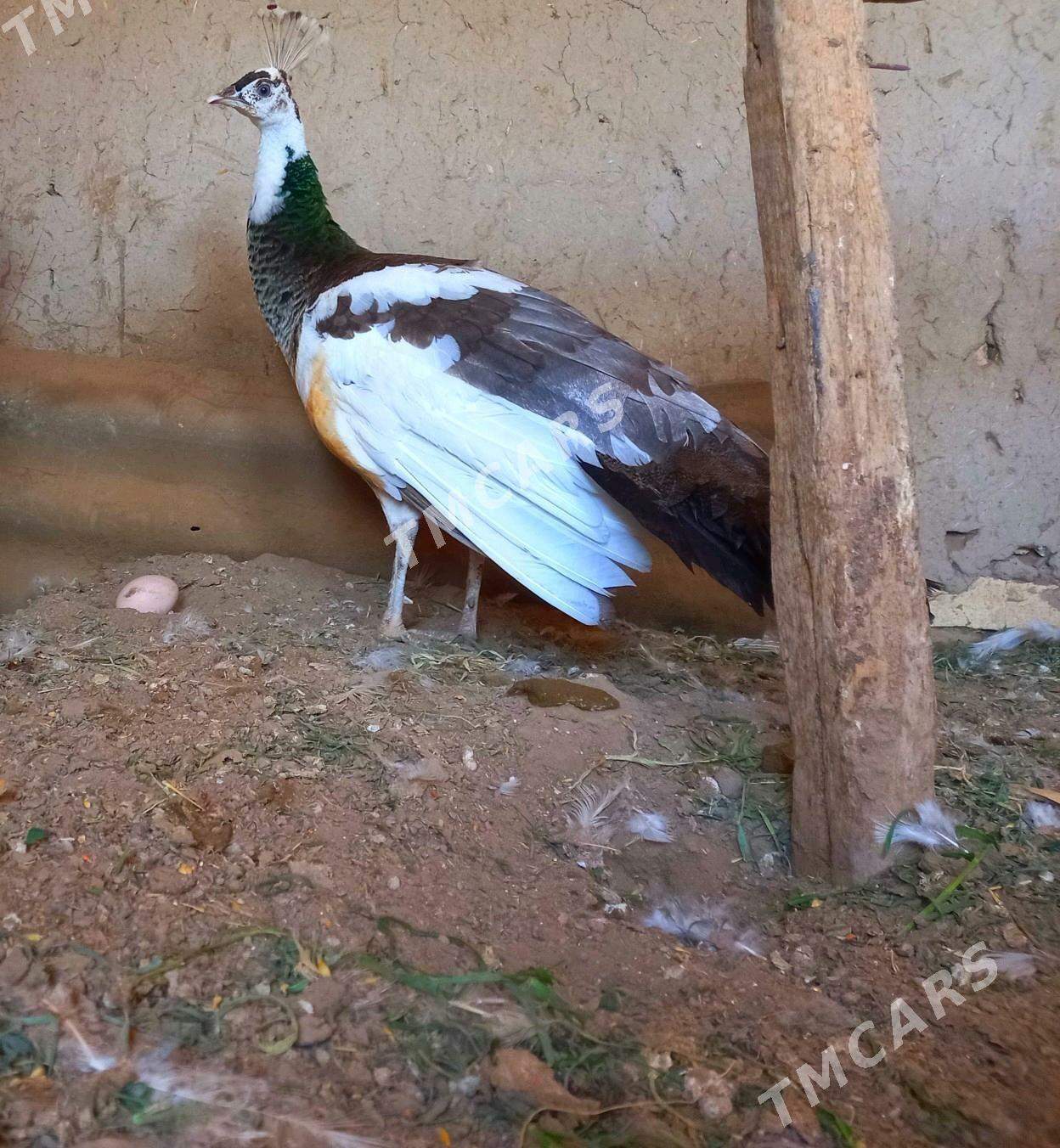 Tawus guş🦚 - Türkmengala - img 2