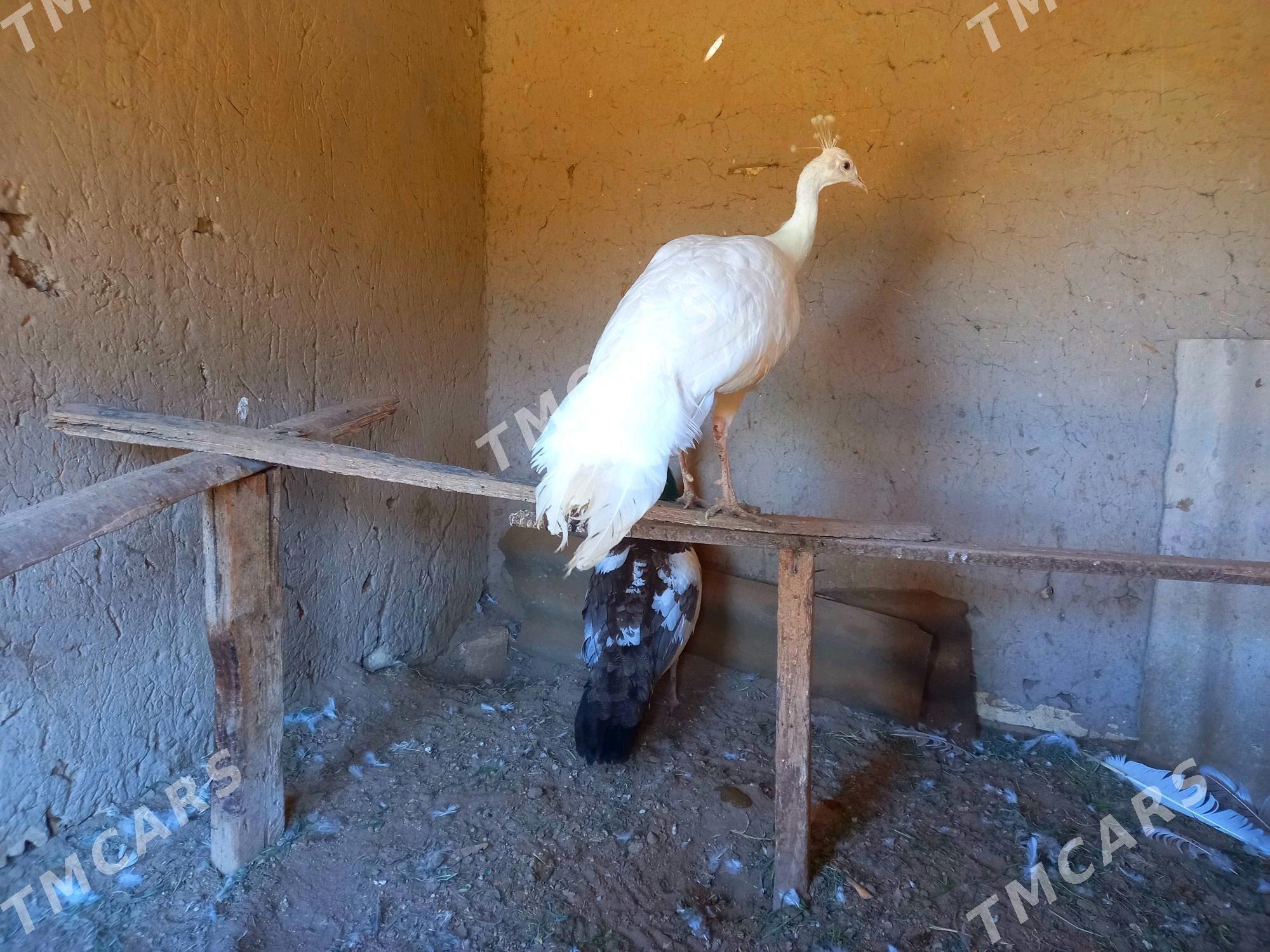 Tawus guş🦚 - Türkmengala - img 3