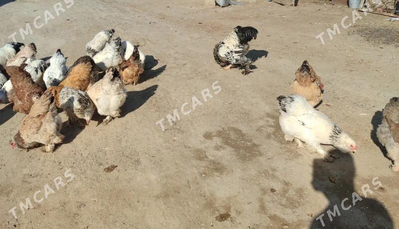 Balgar - Aşgabat - img 3