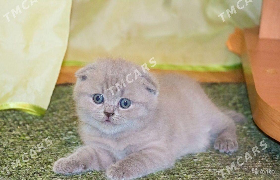 котята шотландские - Aşgabat - img 2