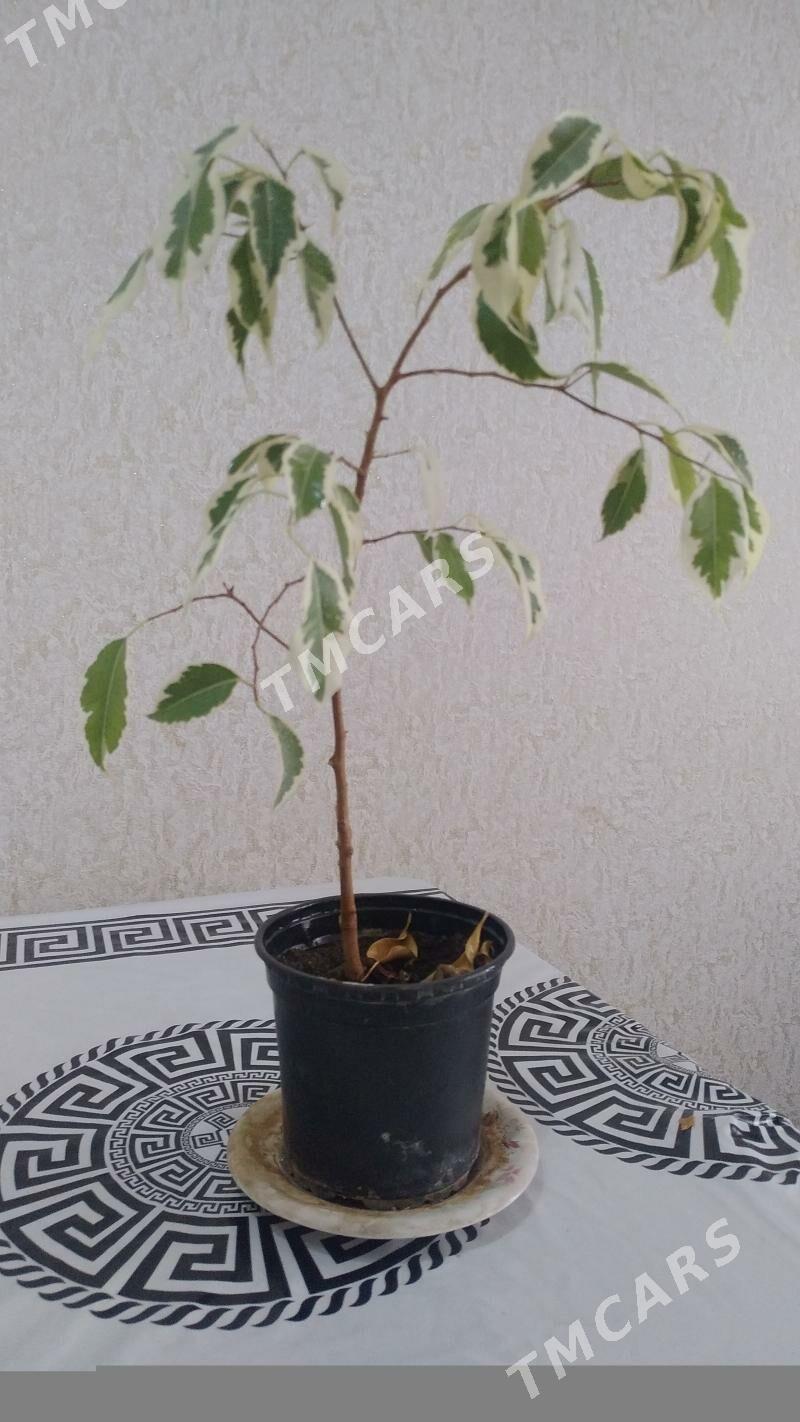 продам - Balkanabat - img 2