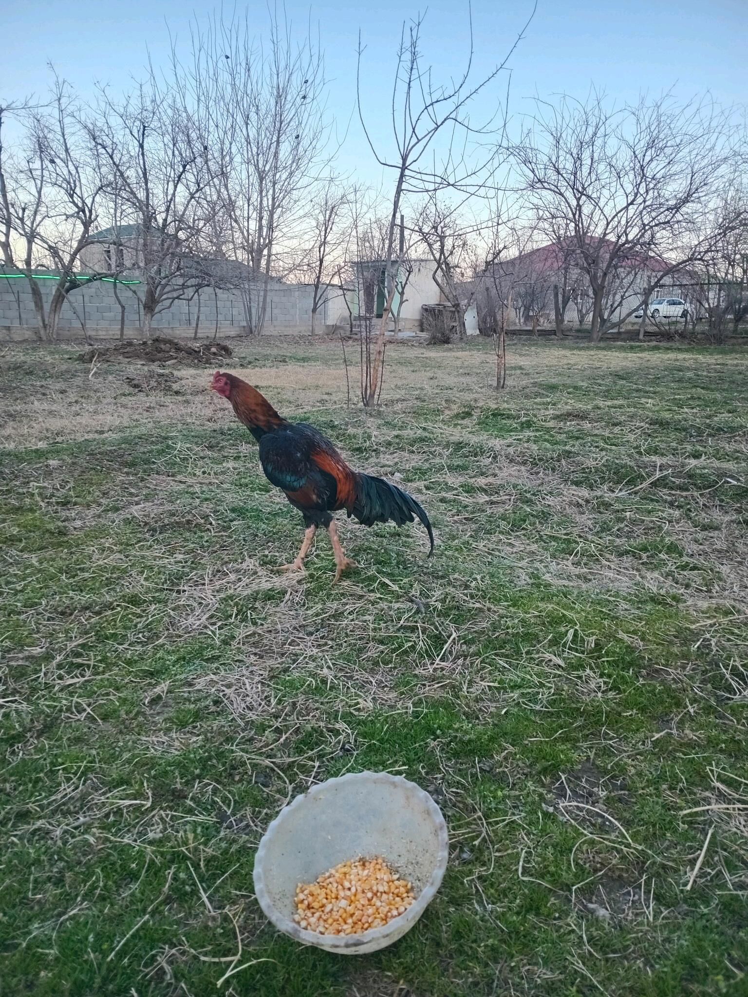 Taşkent Karlik.Jüýje - Ашхабад - img 5