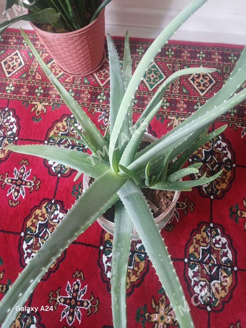 Aloe gül - Büzmeýin - img 2