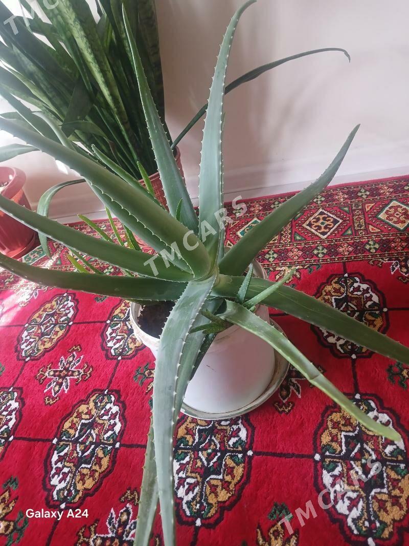 Aloe gül - Büzmeýin - img 3