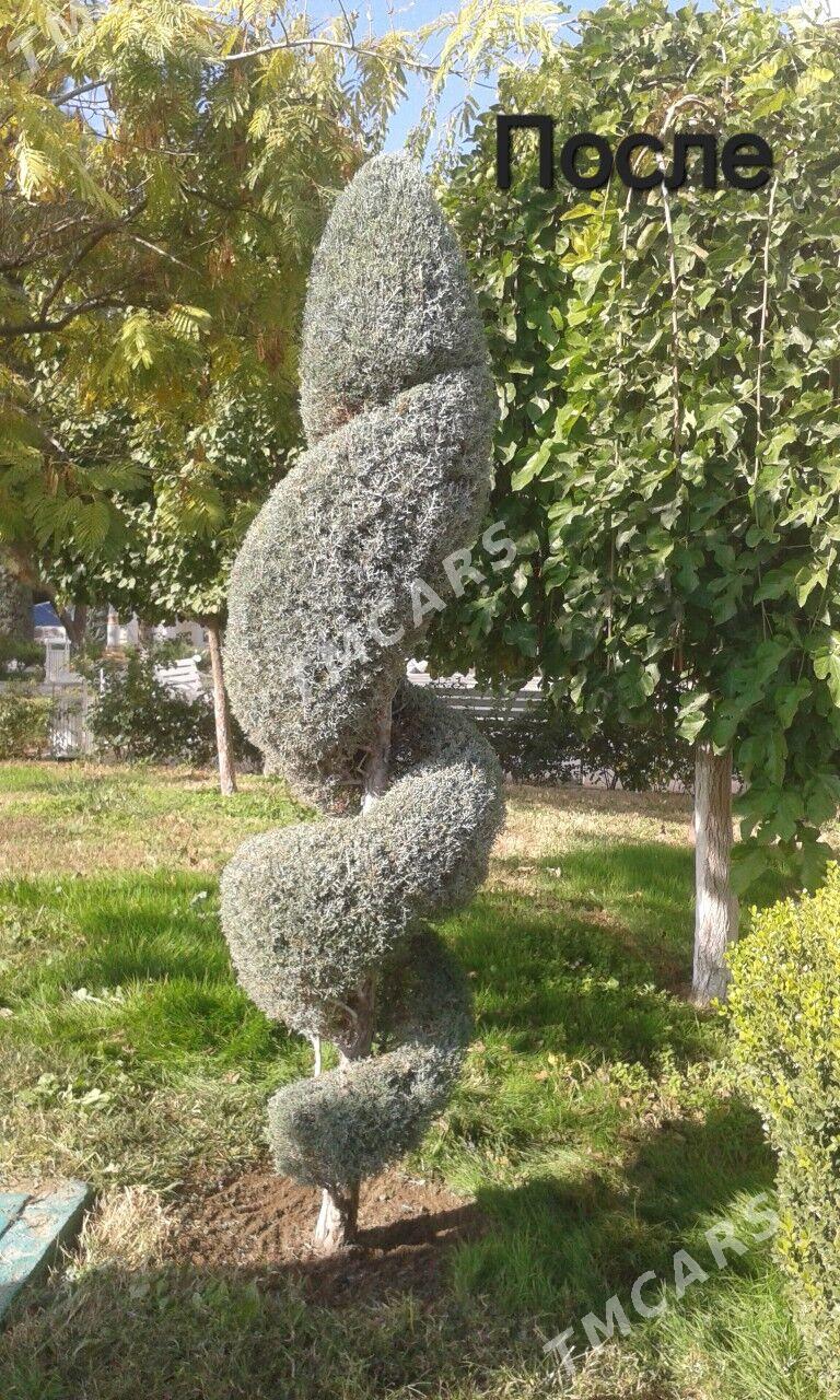 Bagbancylyk isleri owadanlamak - Aşgabat - img 3