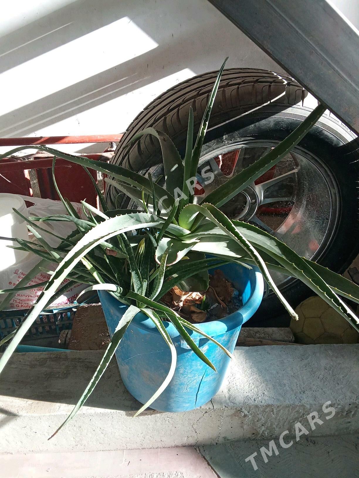 Aloe vera - Туркменабат - img 2