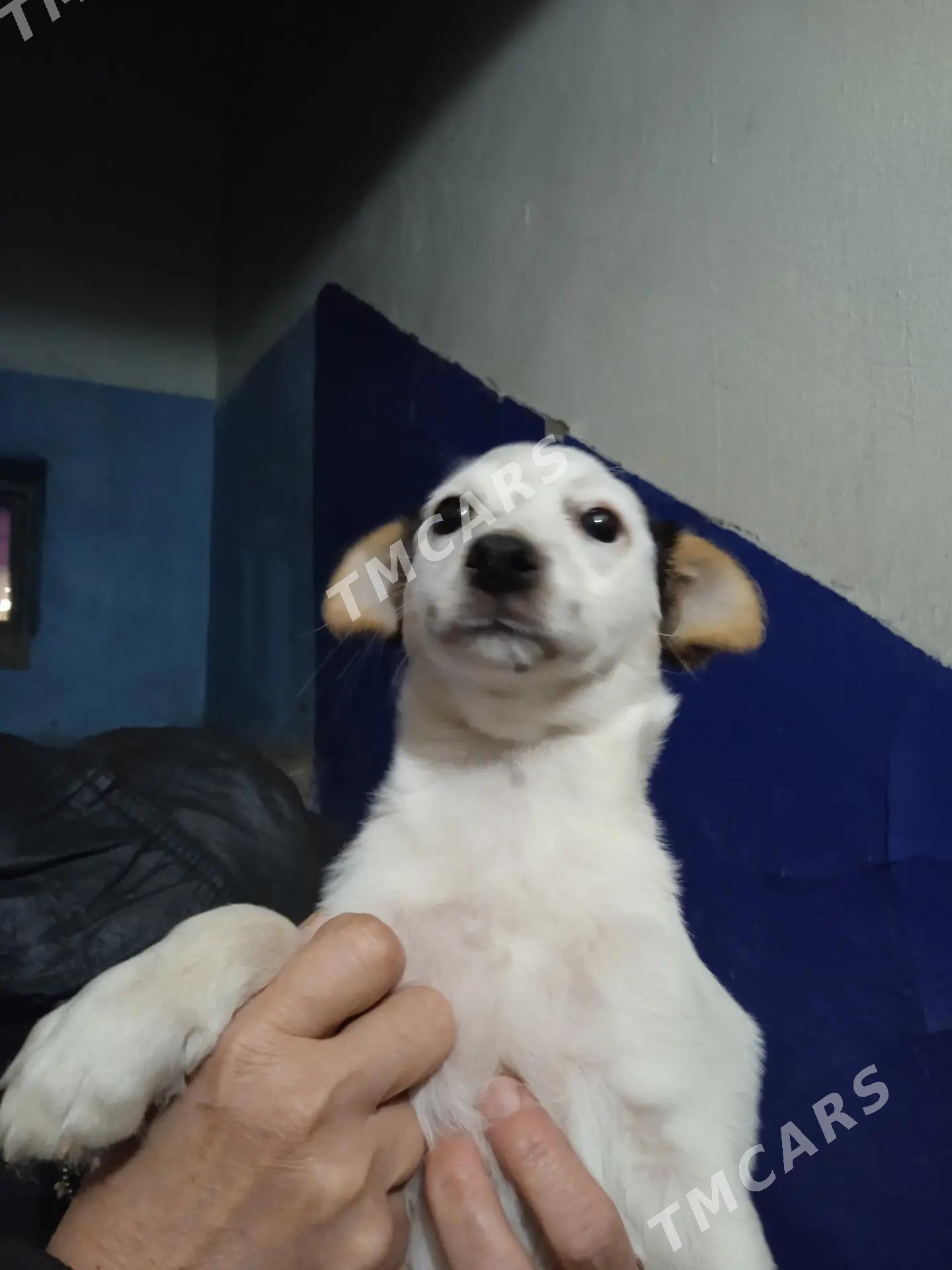 Güjük - Mary - img 2