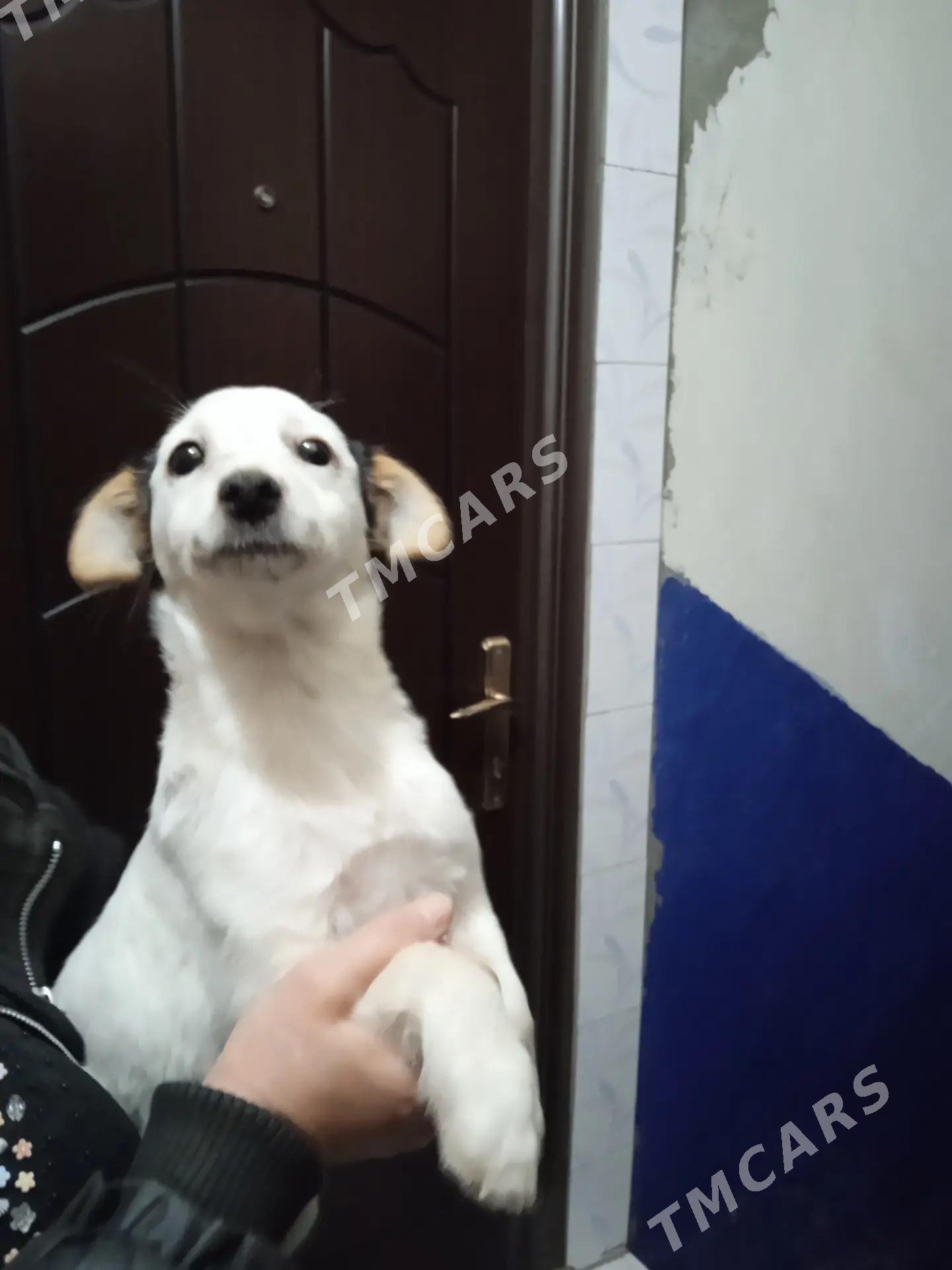 Güjük - Mary - img 3