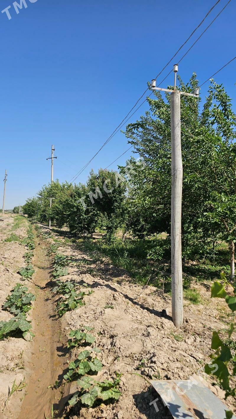 Tayyar biznes - Ruhabat (90-njy razýezd) - img 2