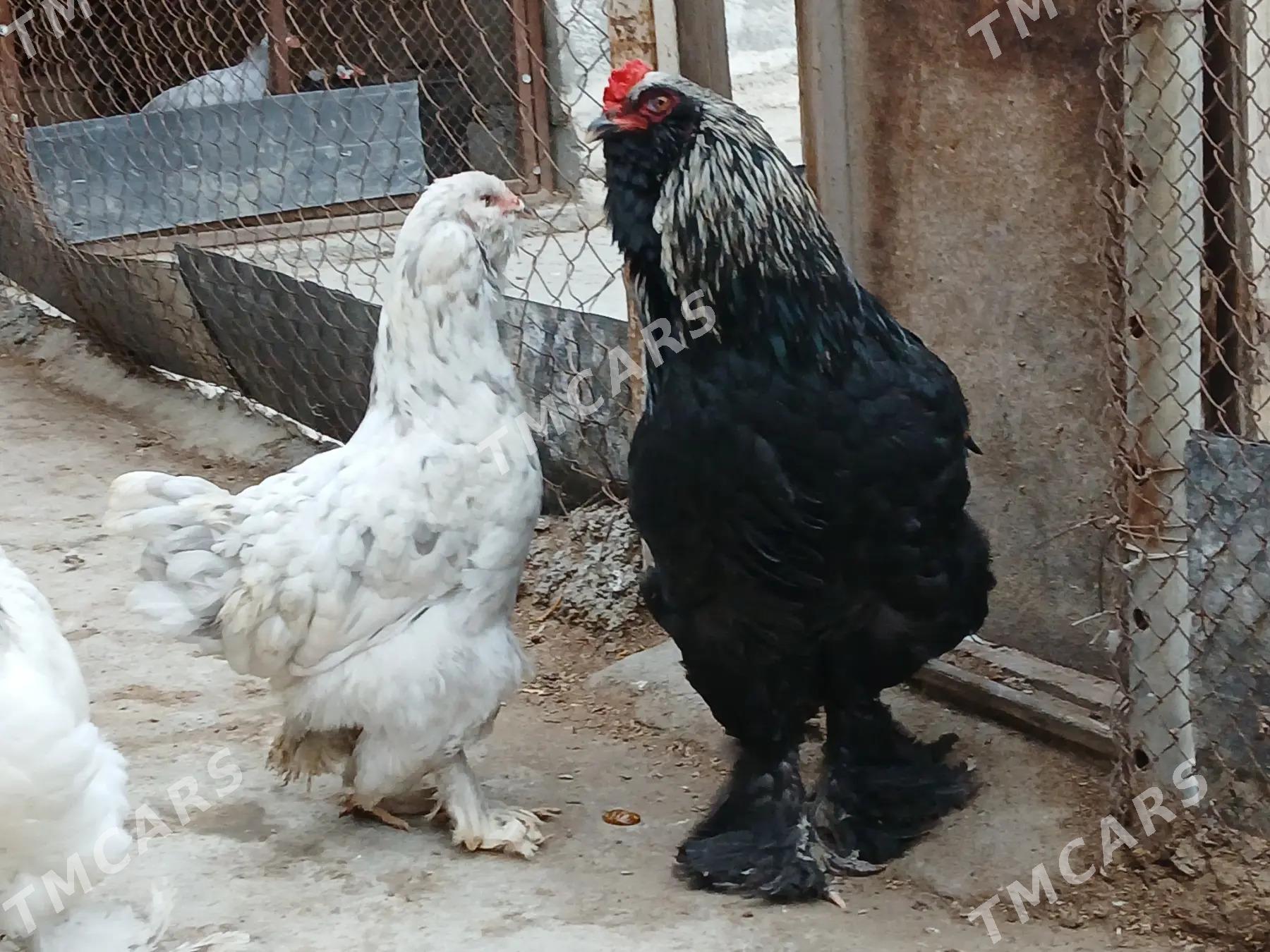 Brama - Gökdepe - img 2