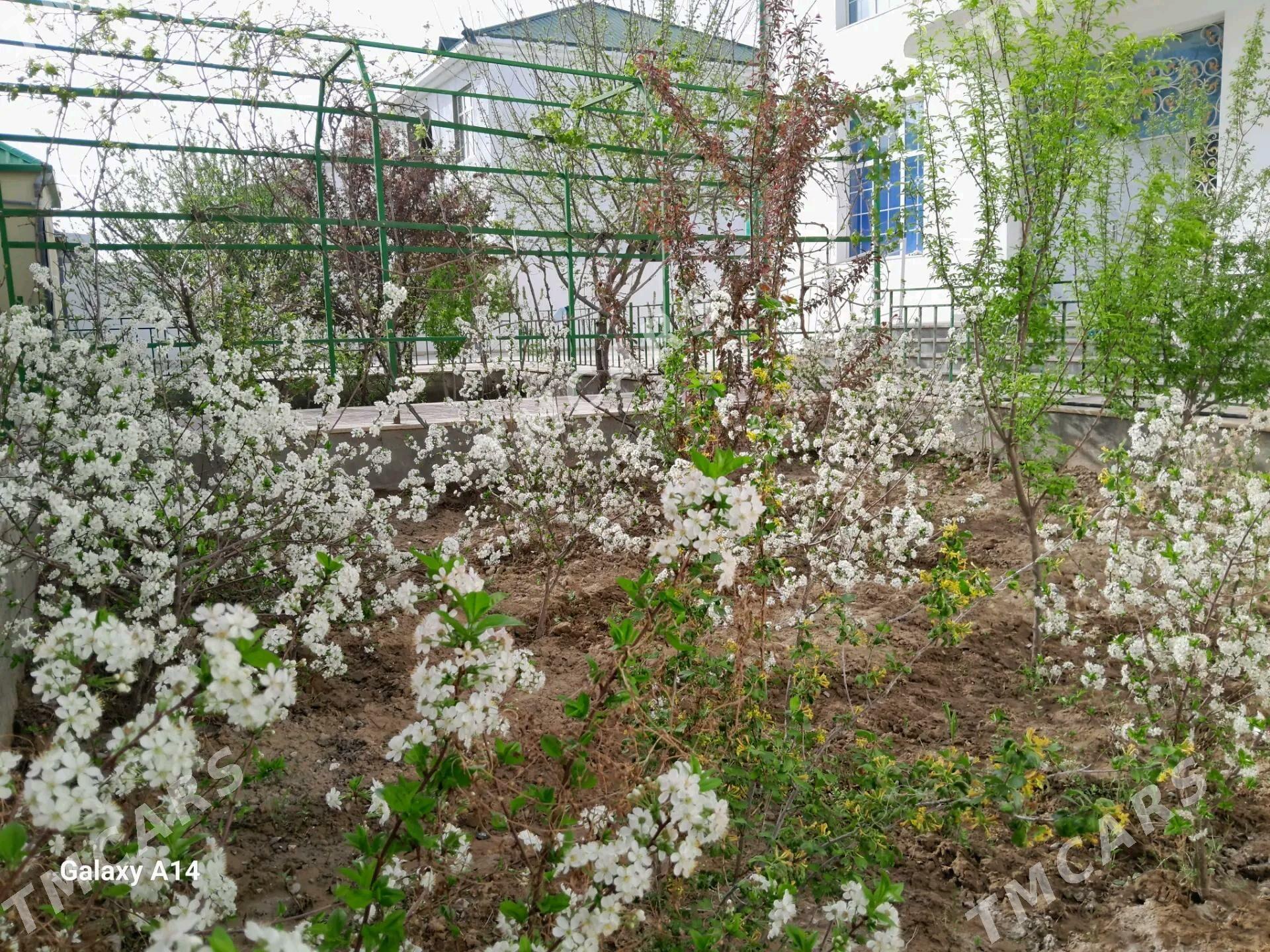 Anew kattej - Aşgabat - img 7
