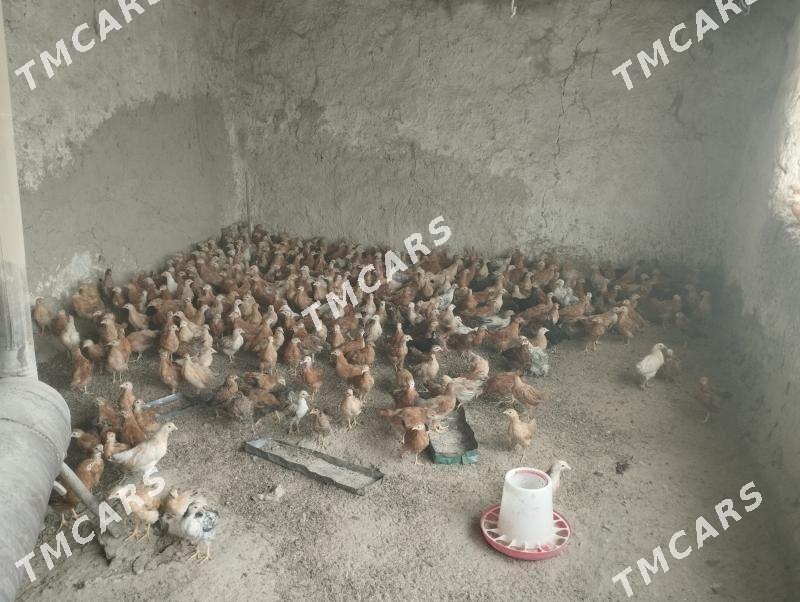 TOWUK JÜJE - Gyzylarbat - img 2