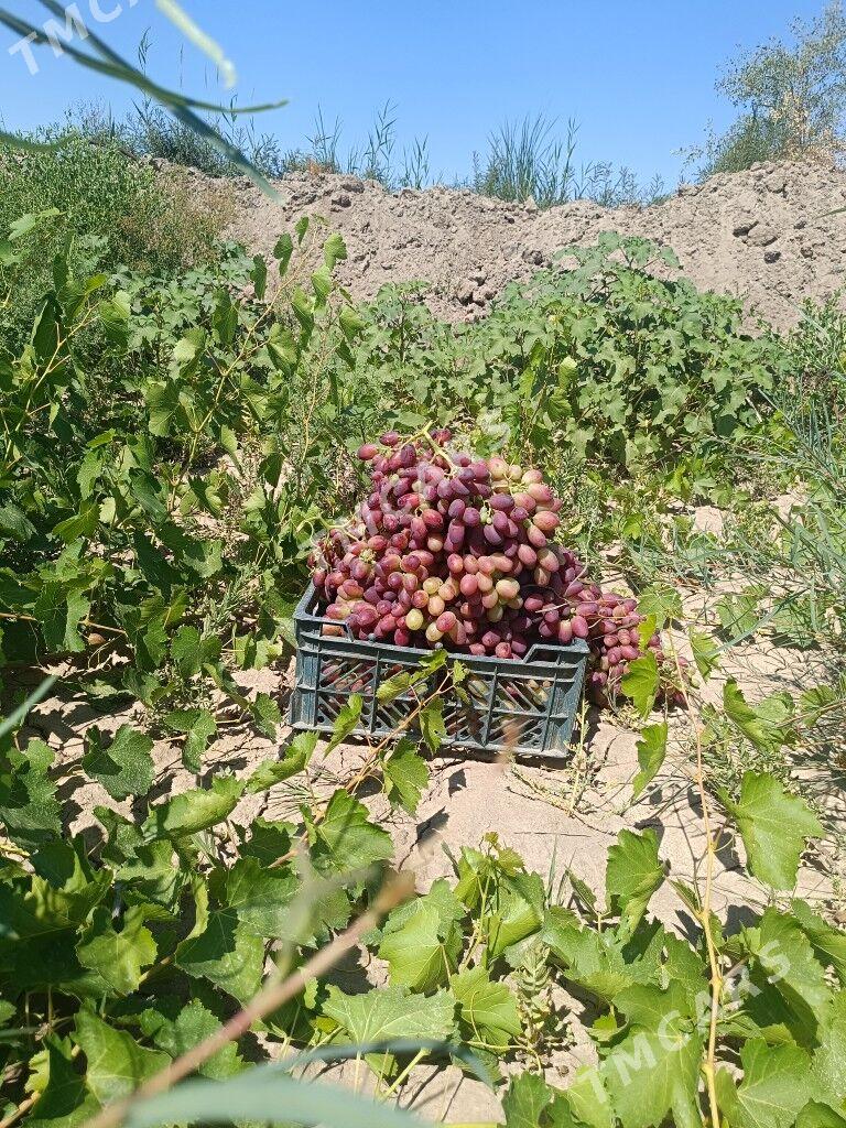 tayyn bah yer - Daşoguz - img 2
