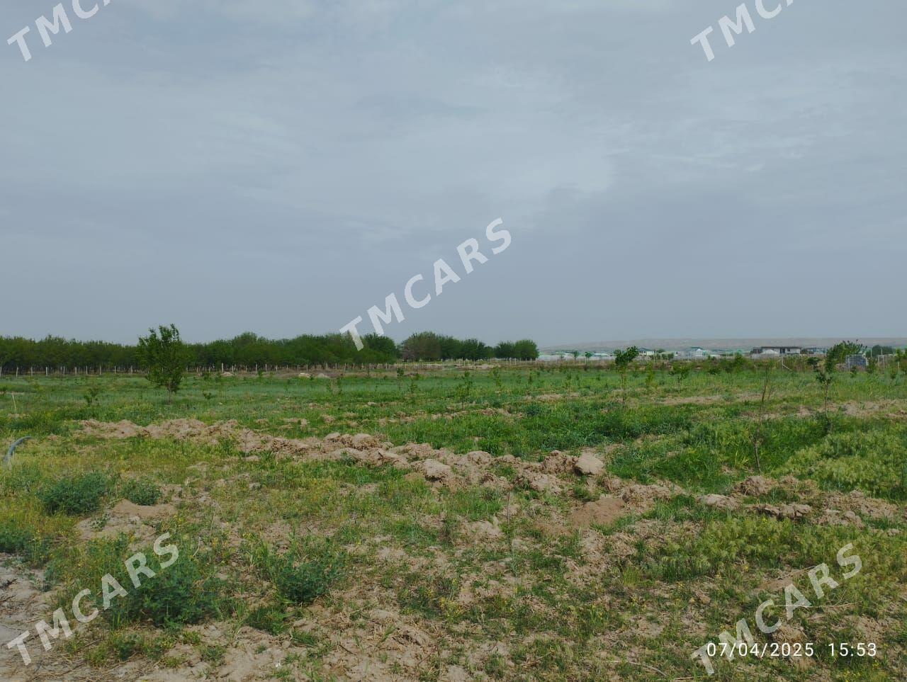 Bagyr - Багир - img 7