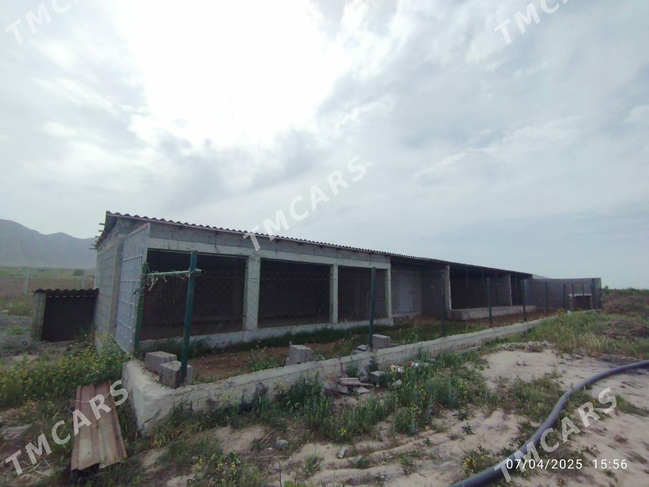 Bagyr - Багир - img 6