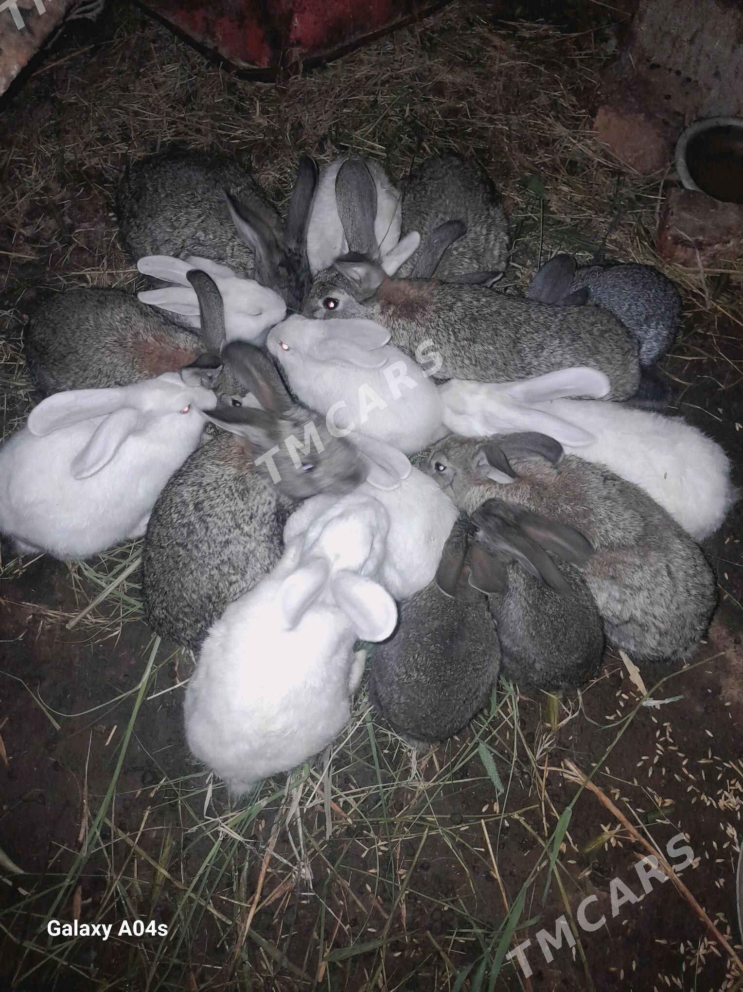 towşan - Kaka - img 2