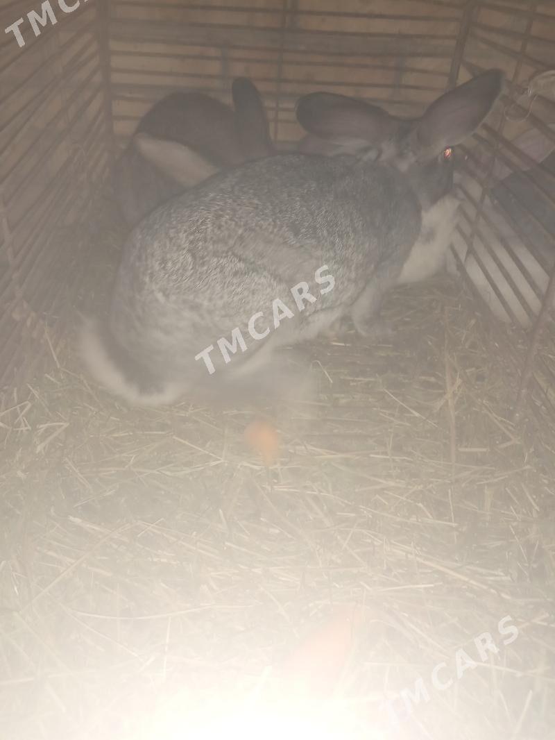 welkan towsan - Çärjew - img 2