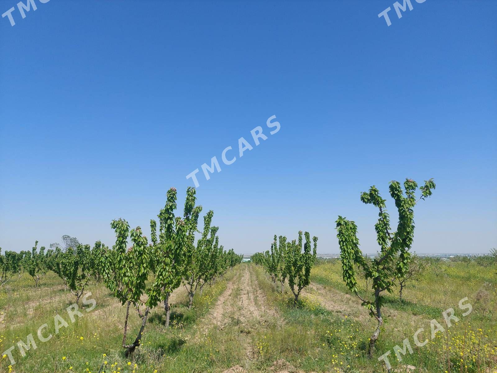 kone gami Arcabil bag-bakja - Арчабиль шаёлы - img 10
