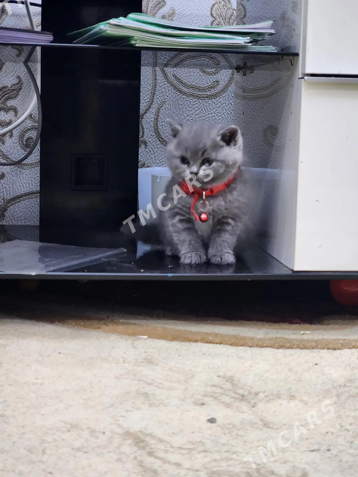 британской породы котята - 30 мкр - img 2