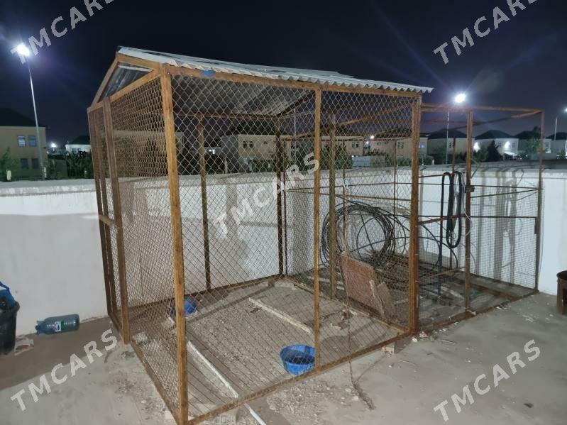 Towuk ketek - Aşgabat - img 2