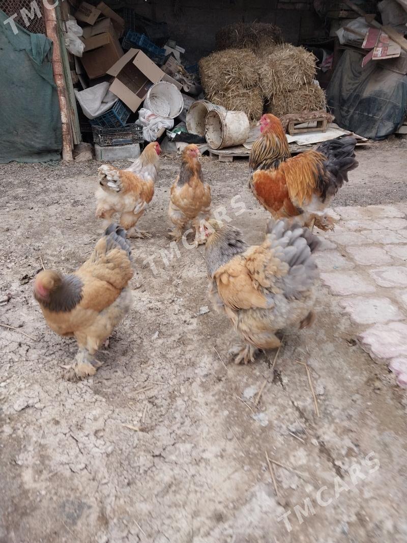 Brama palewi - Çoganly - img 2