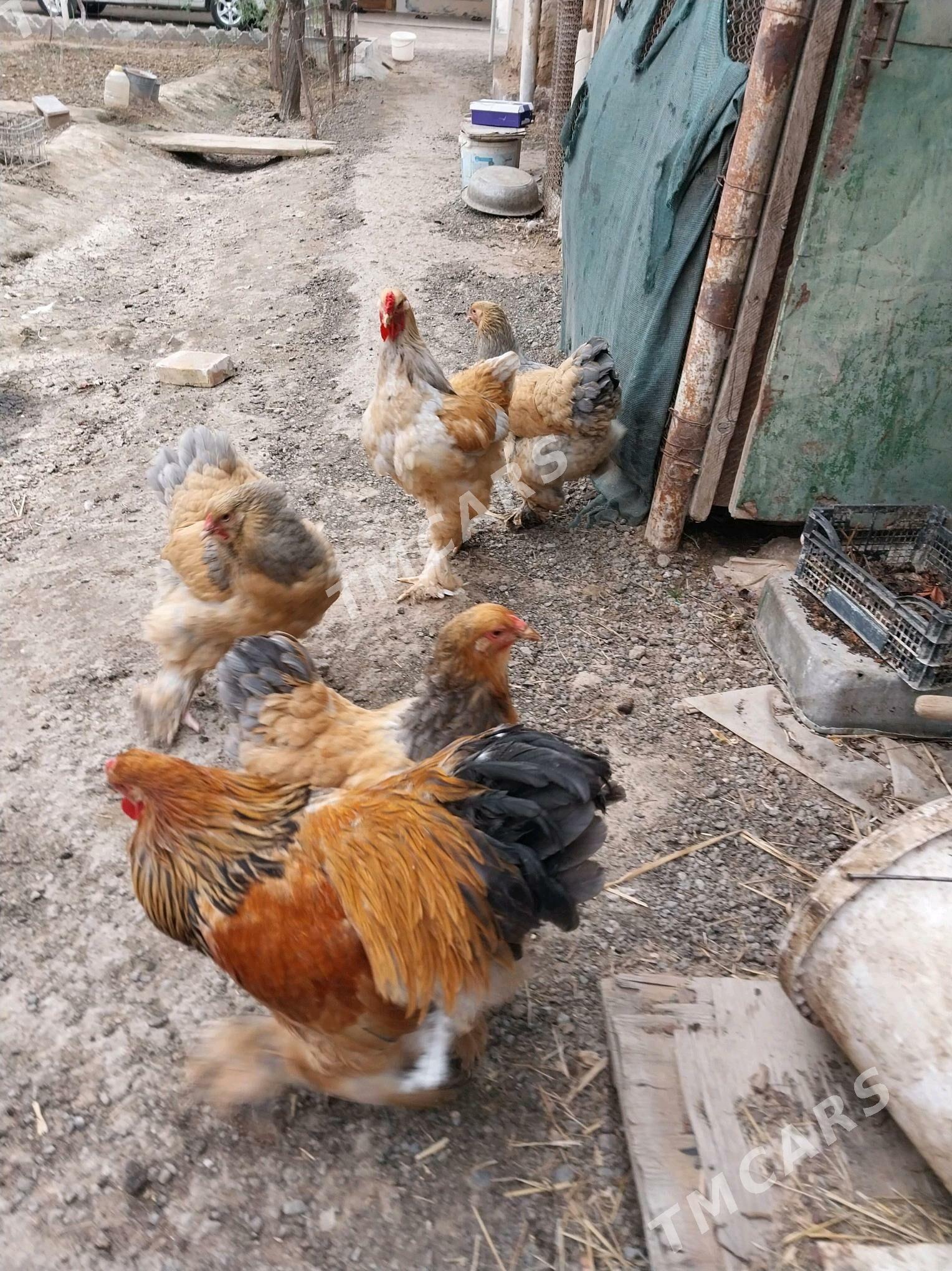 Brama palewi - Çoganly - img 3