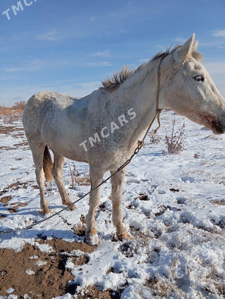 baytal - Дянев - img 2