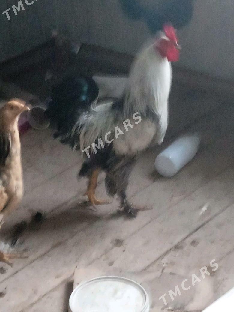 brama towuklar - Tejen - img 1