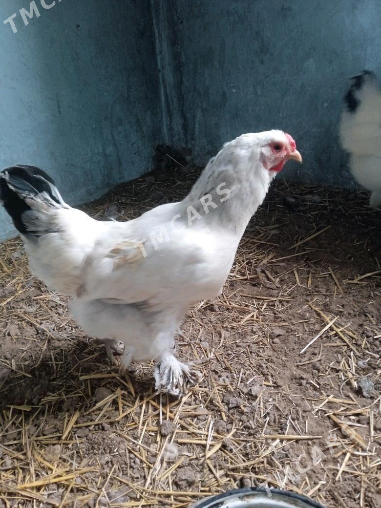 brama towuklar - Tejen - img 6
