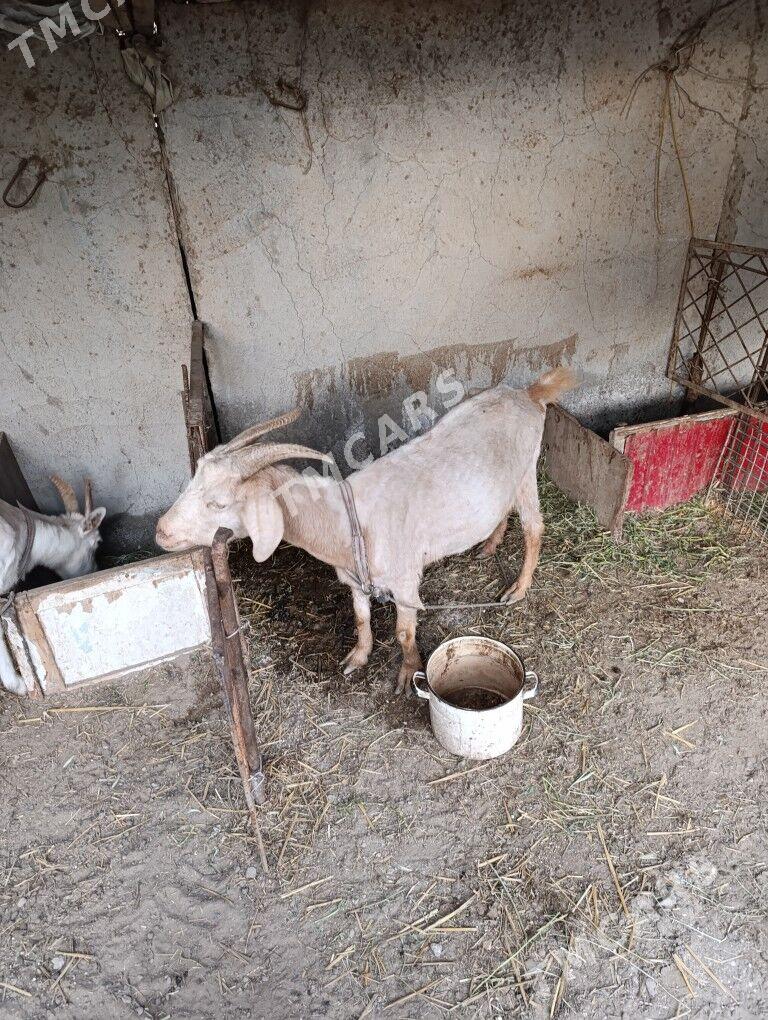 Geciler - Türkmenabat - img 3