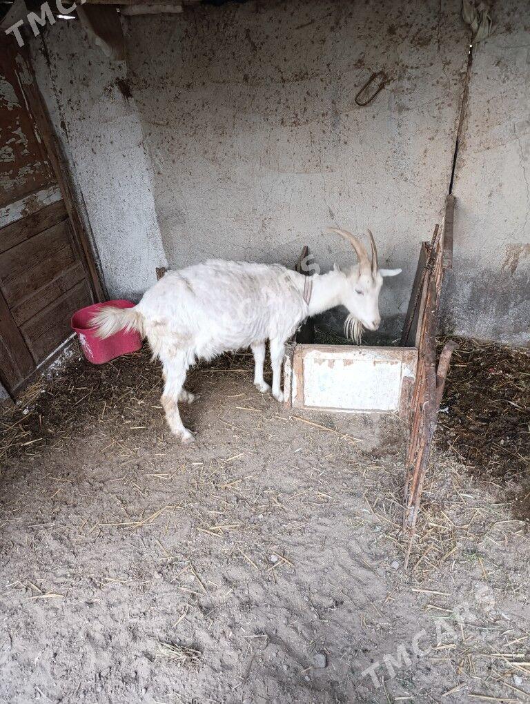 Geciler - Türkmenabat - img 2