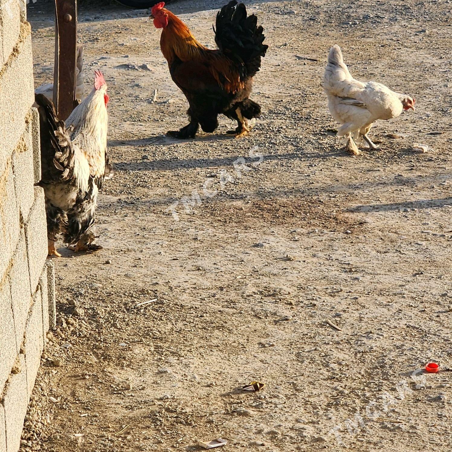horaz - Änew - img 3
