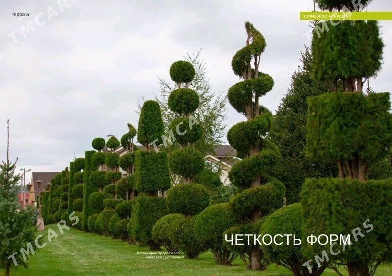 Садовник  - Aşgabat - img 2