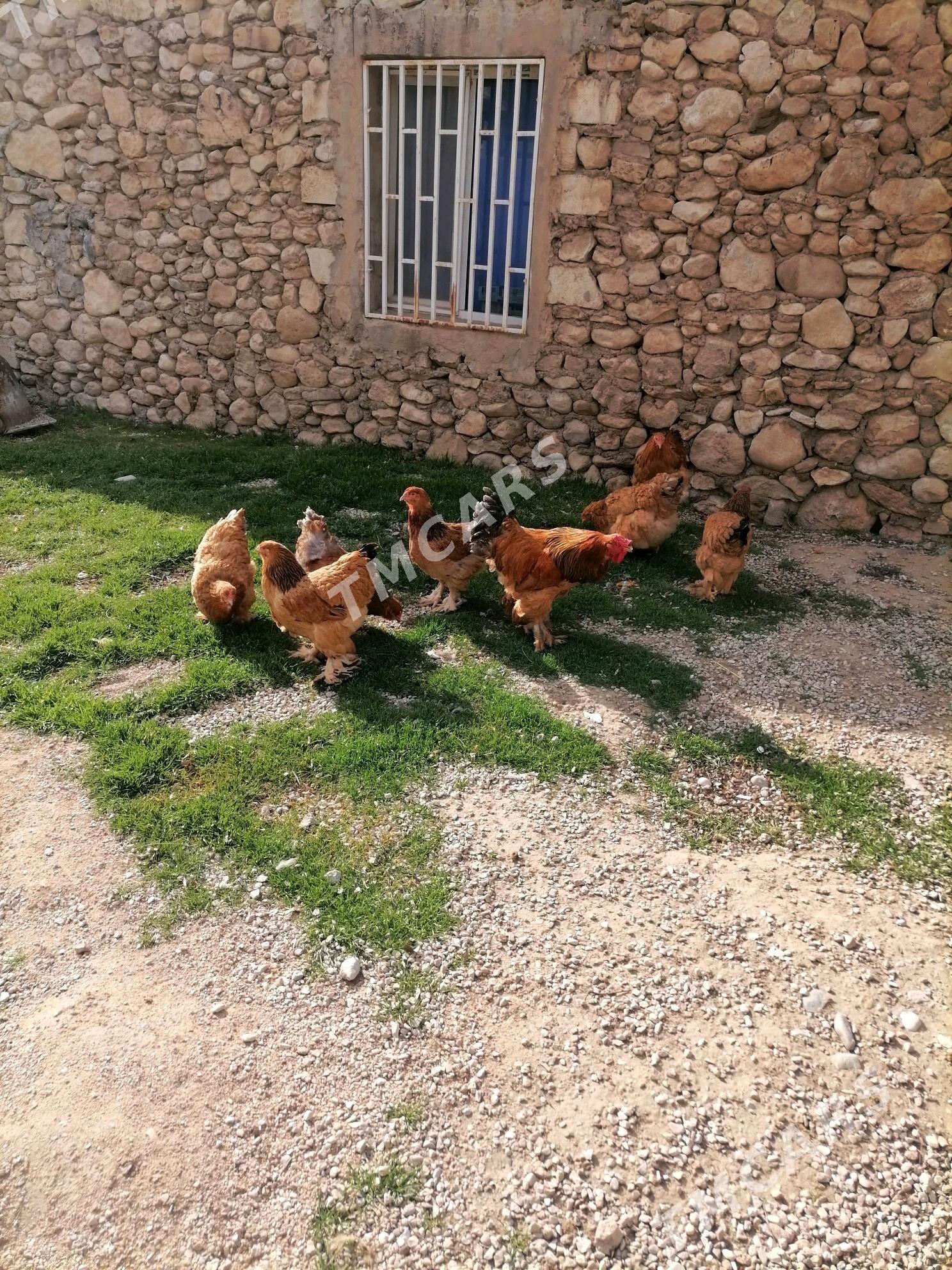 Yumurtga - Balkanabat - img 2