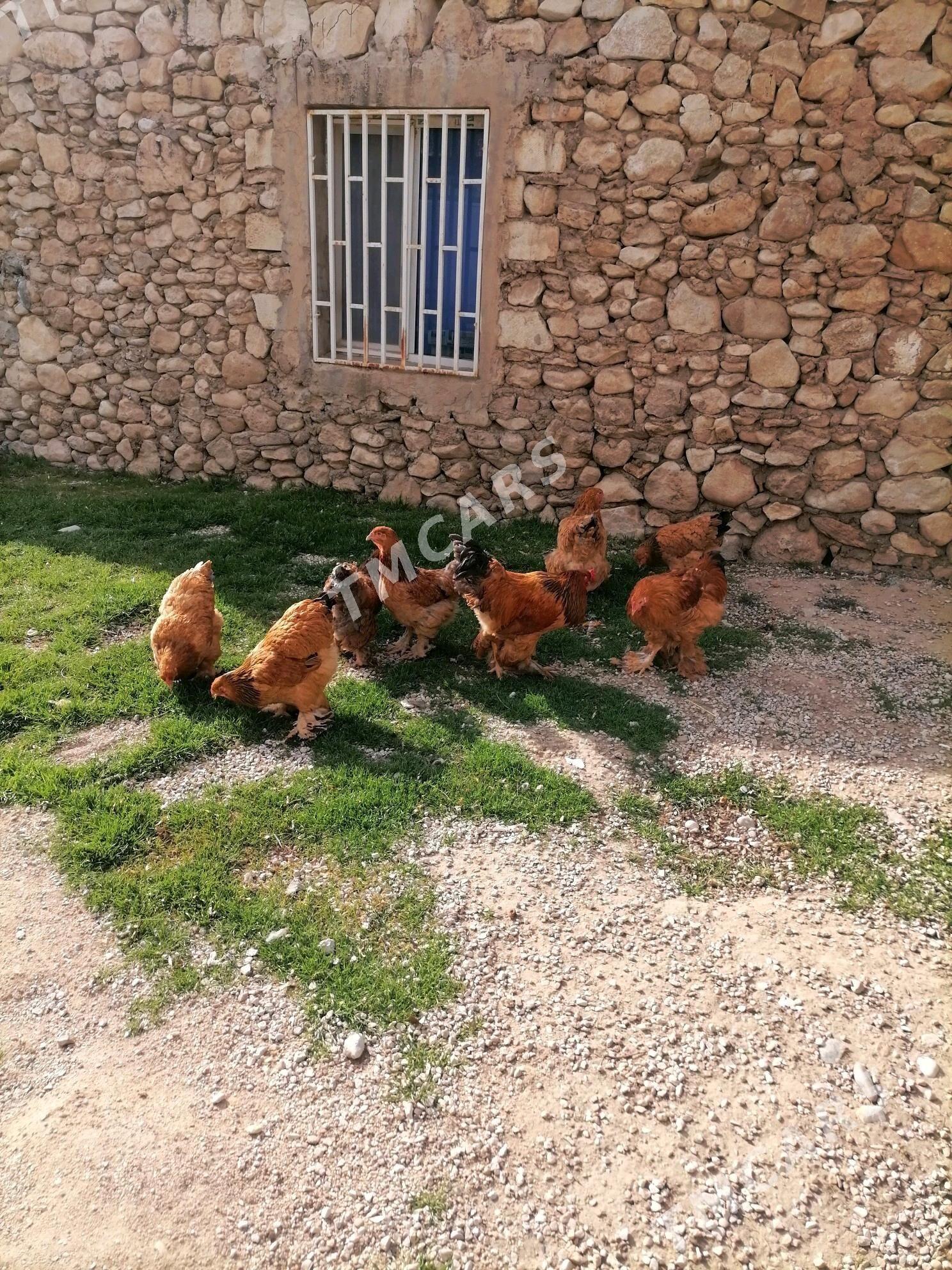 Yumurtga - Balkanabat - img 3