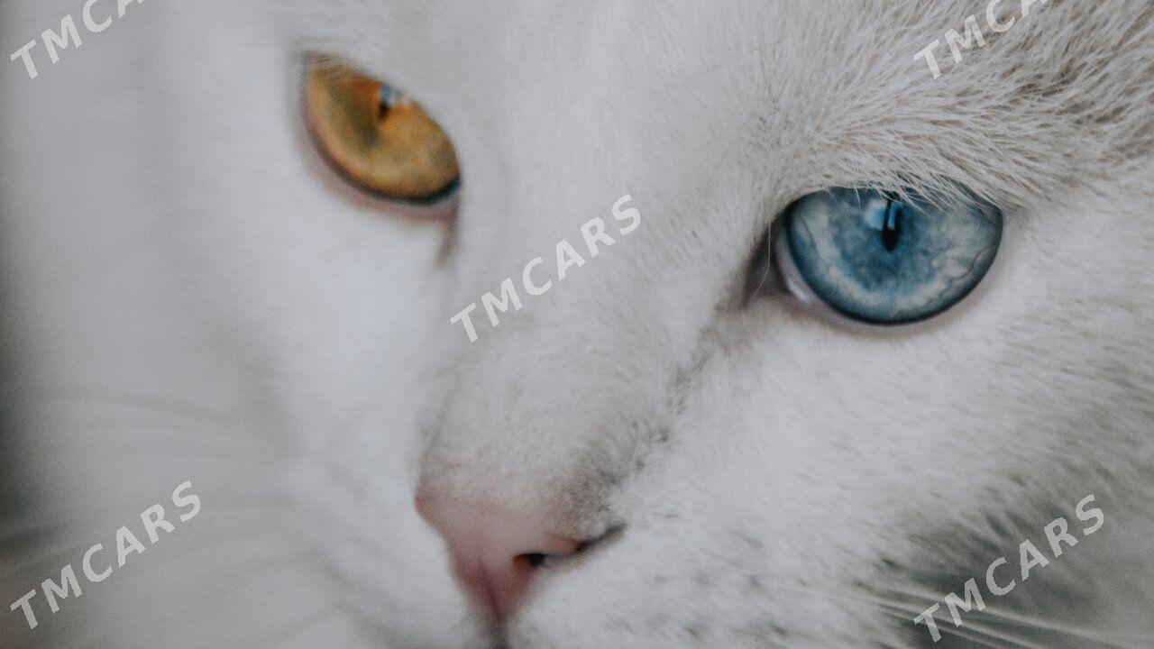 кот - Türkmenabat - img 1