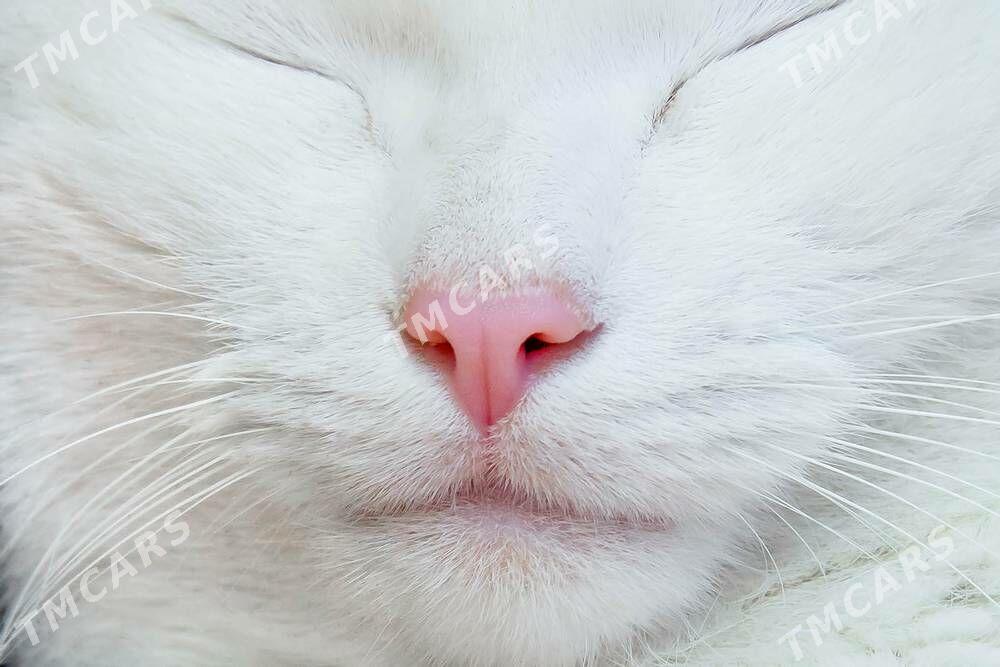 кот - Türkmenabat - img 2