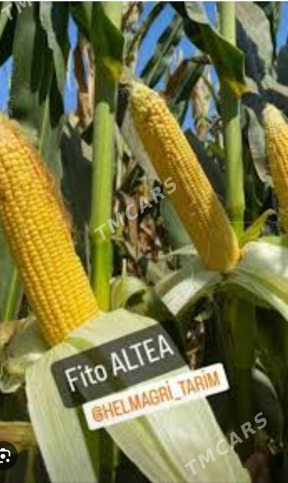 fito altea mekge tohum. - Aşgabat - img 3
