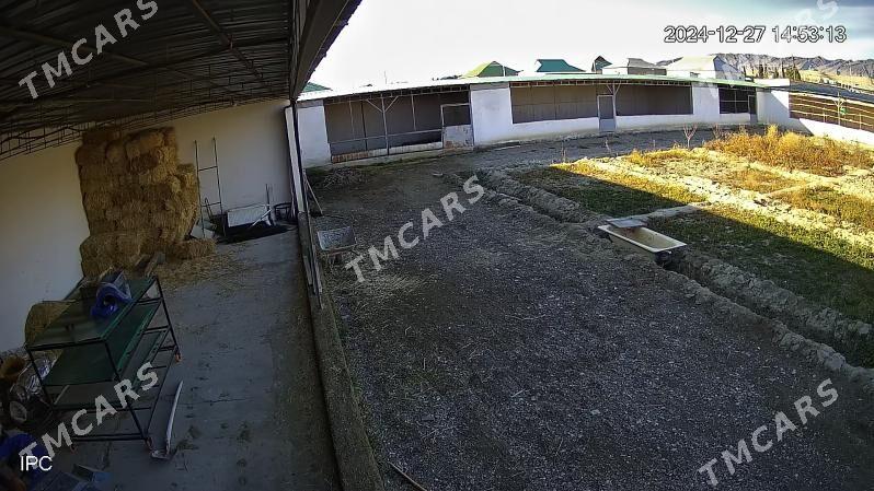 sygyr towuk juyje ferma ферма - Aşgabat - img 2