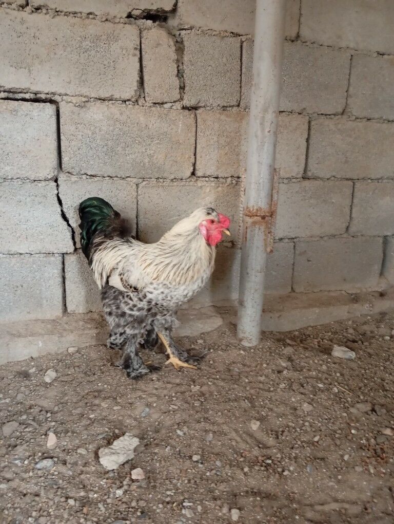 Horozlar - Garadamak - img 2