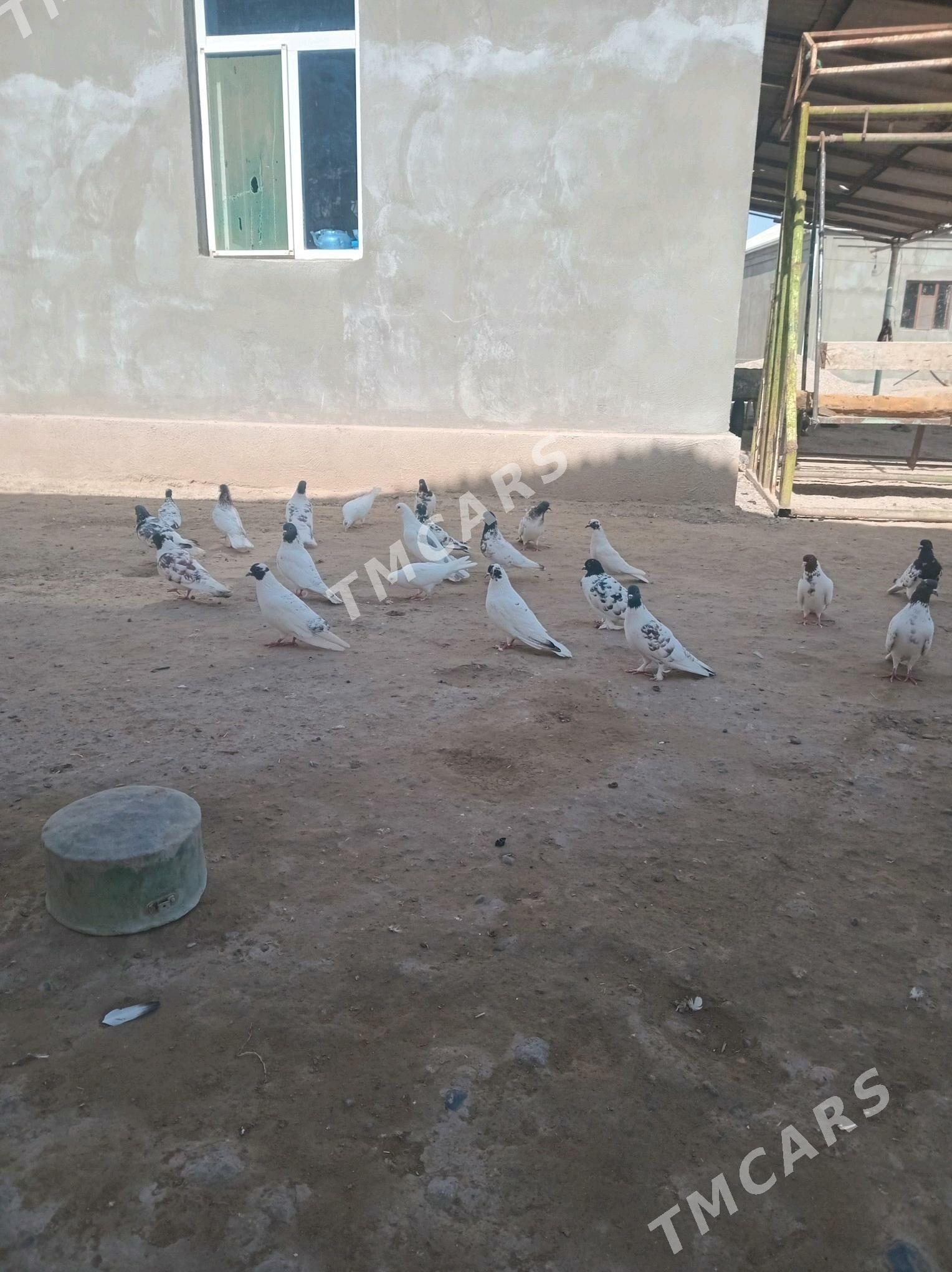 kepderi - Murgap - img 3