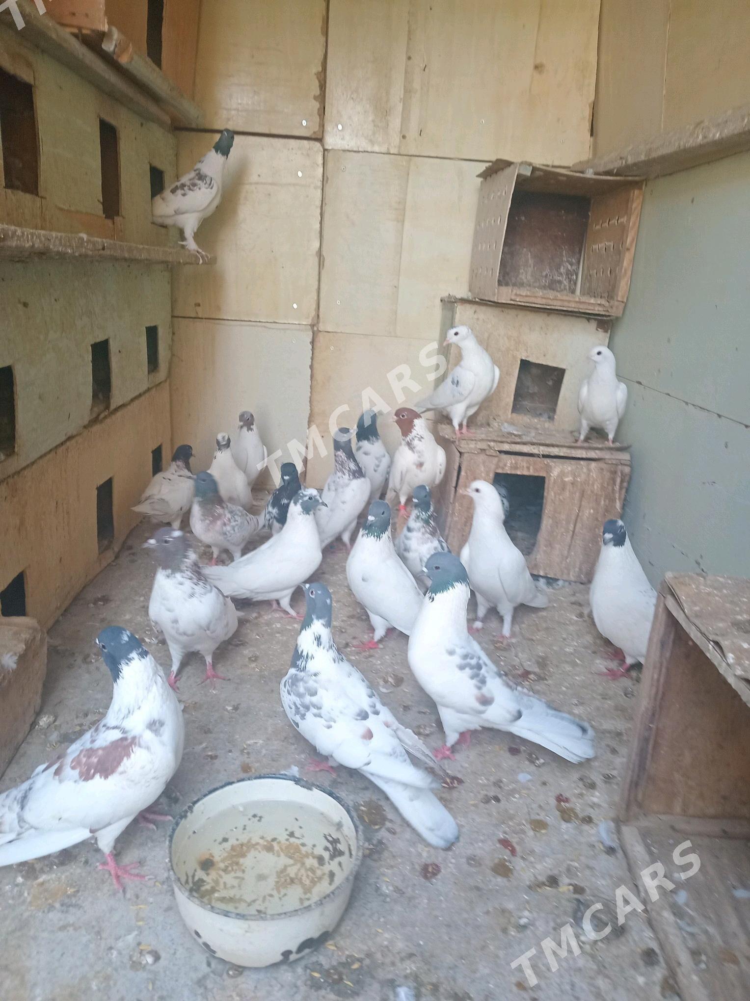 kepderi - Murgap - img 2