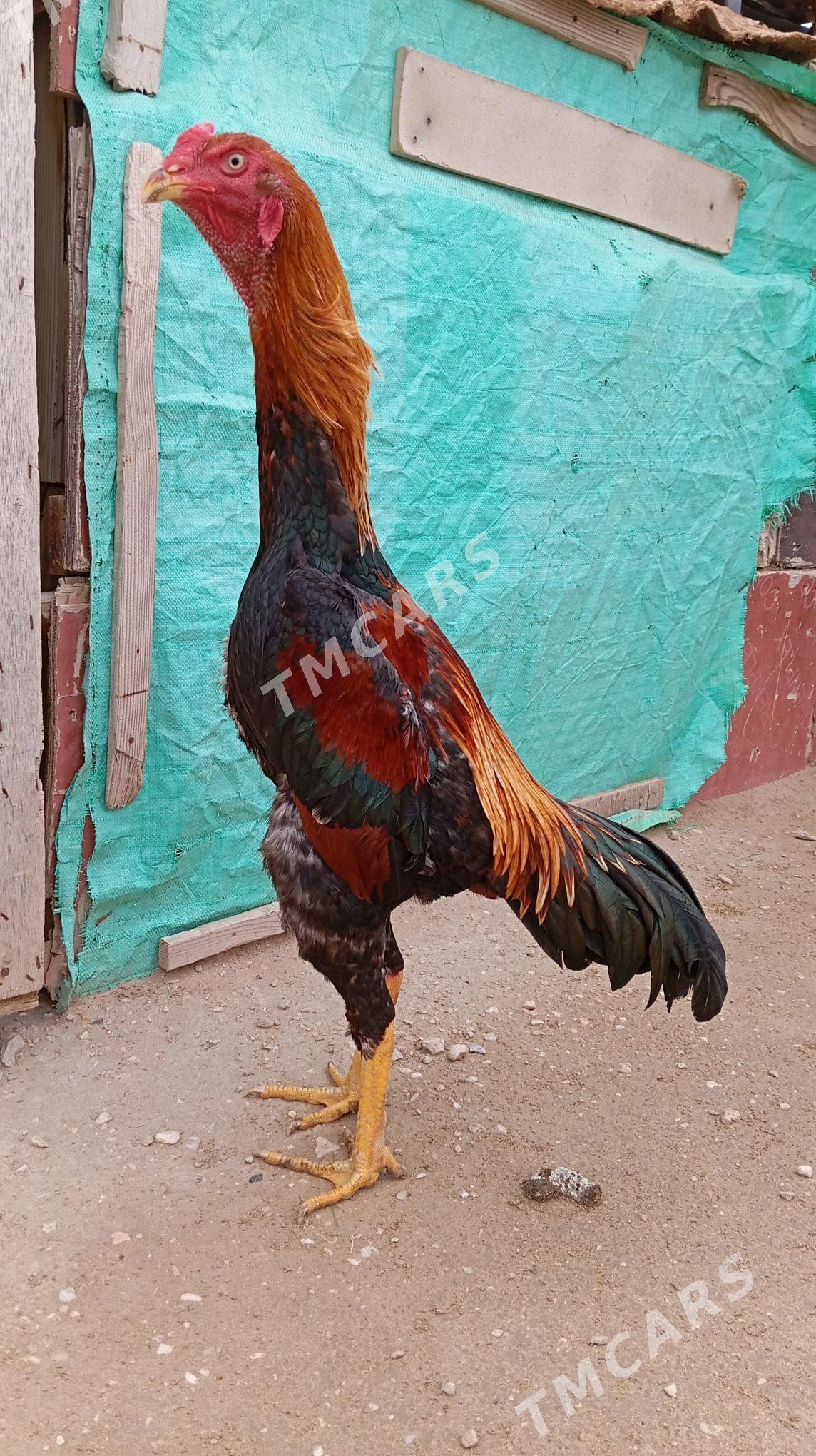 TAŞKENT HORAZ - Джебел - img 2