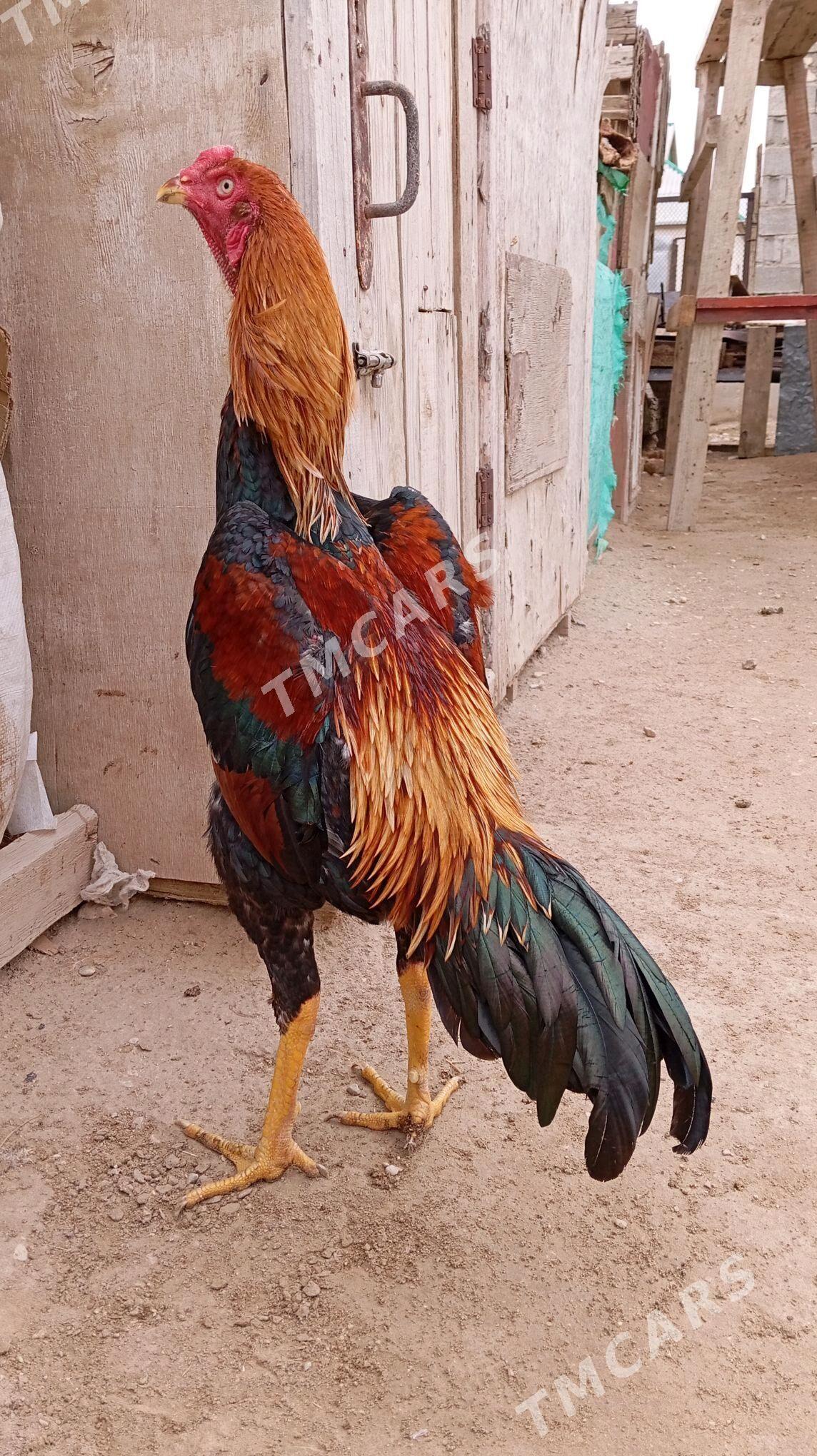 TAŞKENT HORAZ - Джебел - img 4