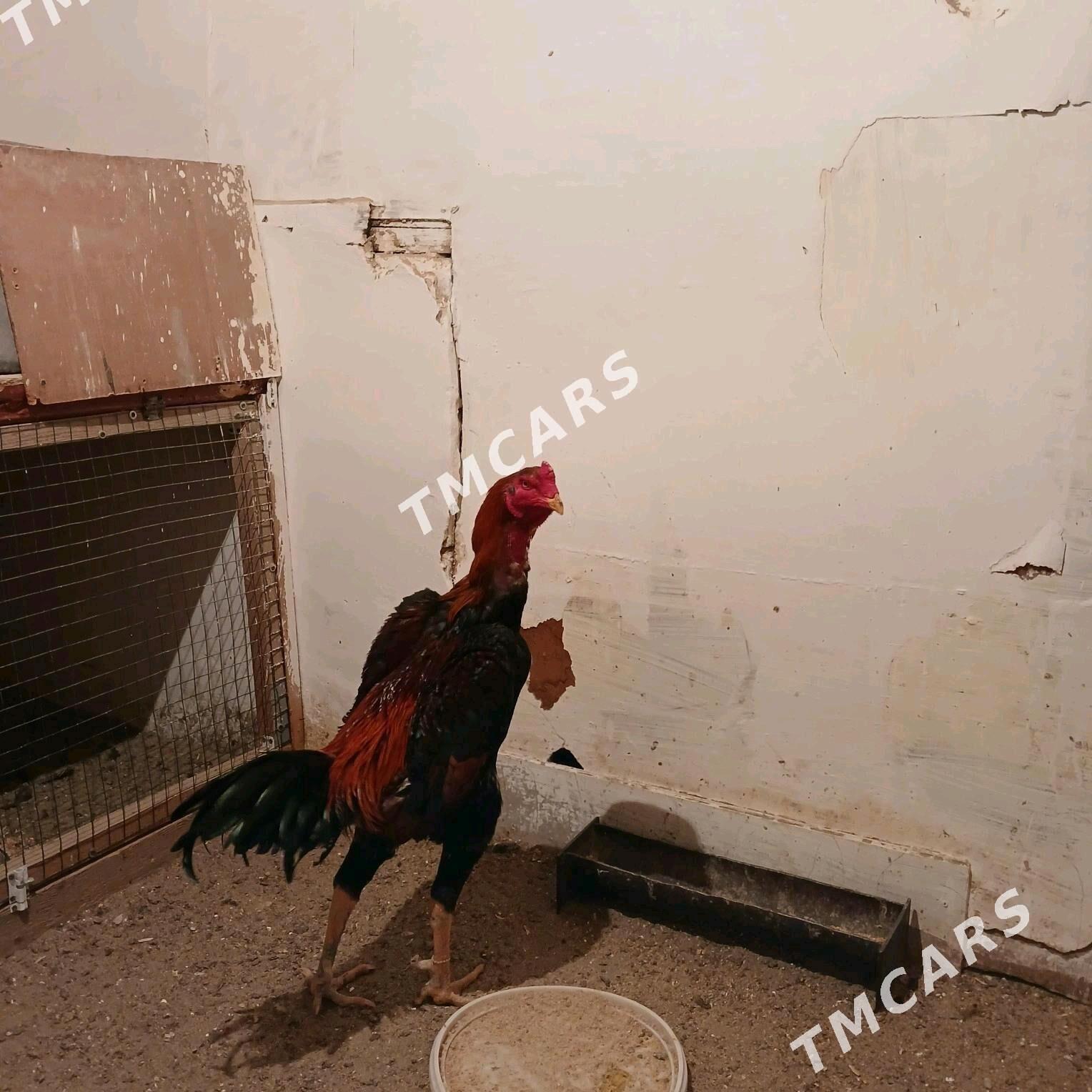 TAŞKENT HORAZ - Джебел - img 5