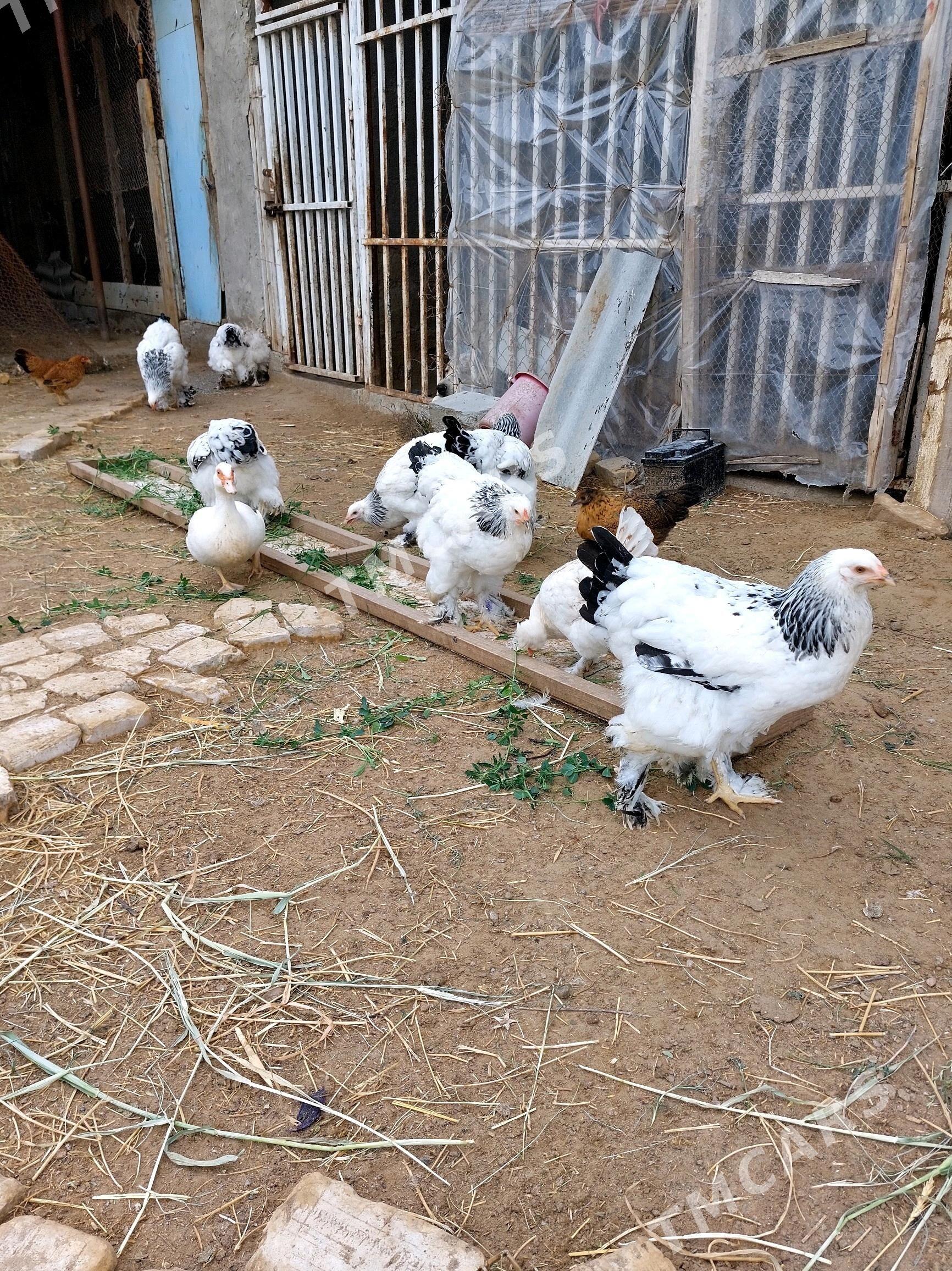 Brama Towuklar - Gökdepe - img 2