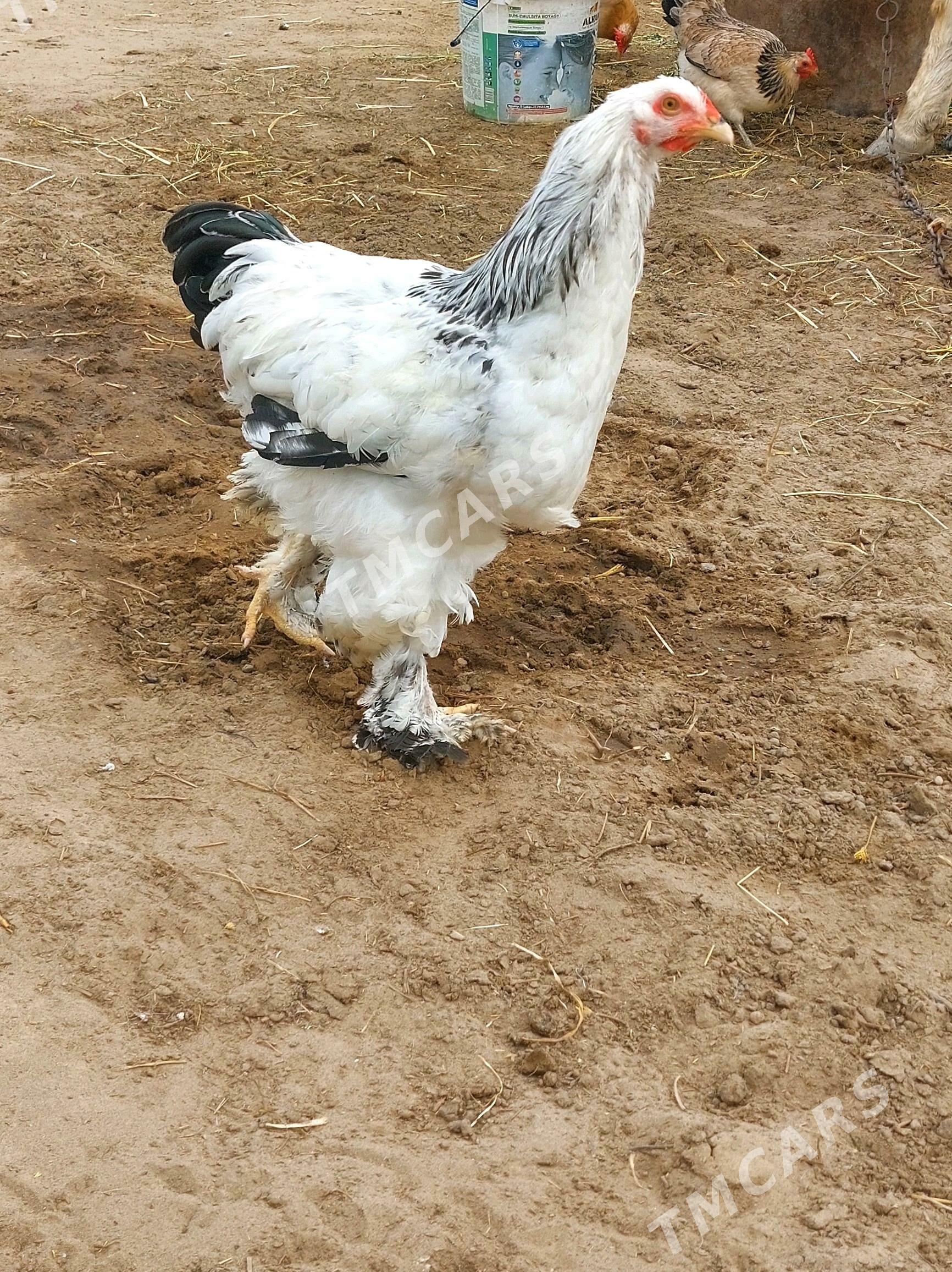 Brama Towuklar - Gökdepe - img 3