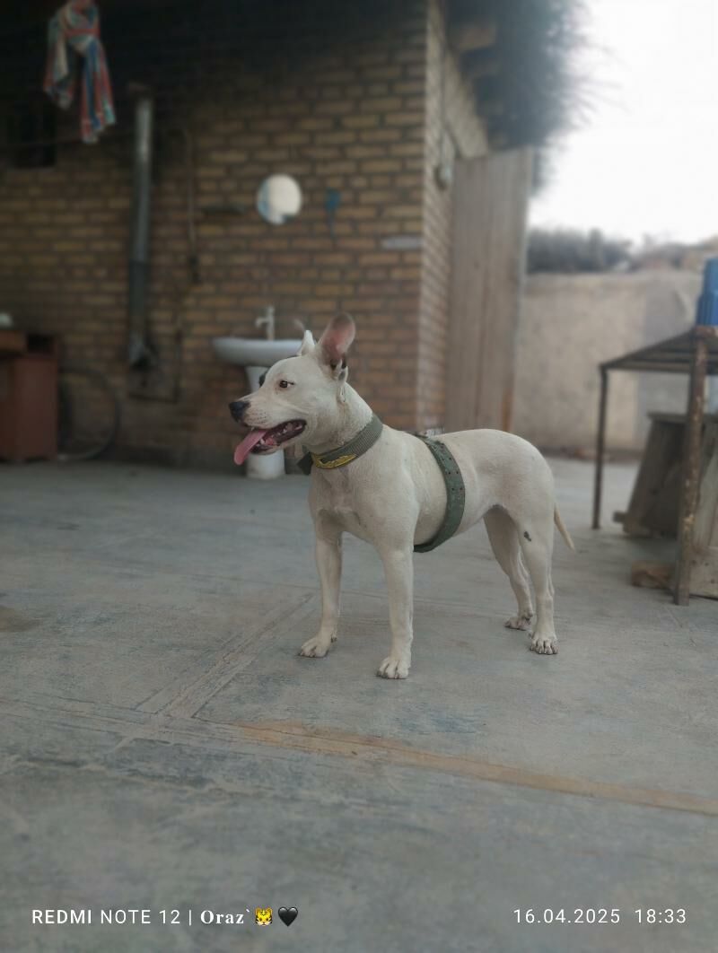 pitbull - Saýat - img 2