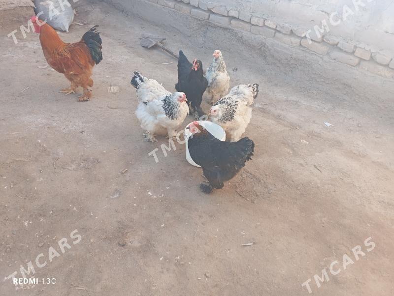 Brama yumurtga - Köneürgenç - img 2