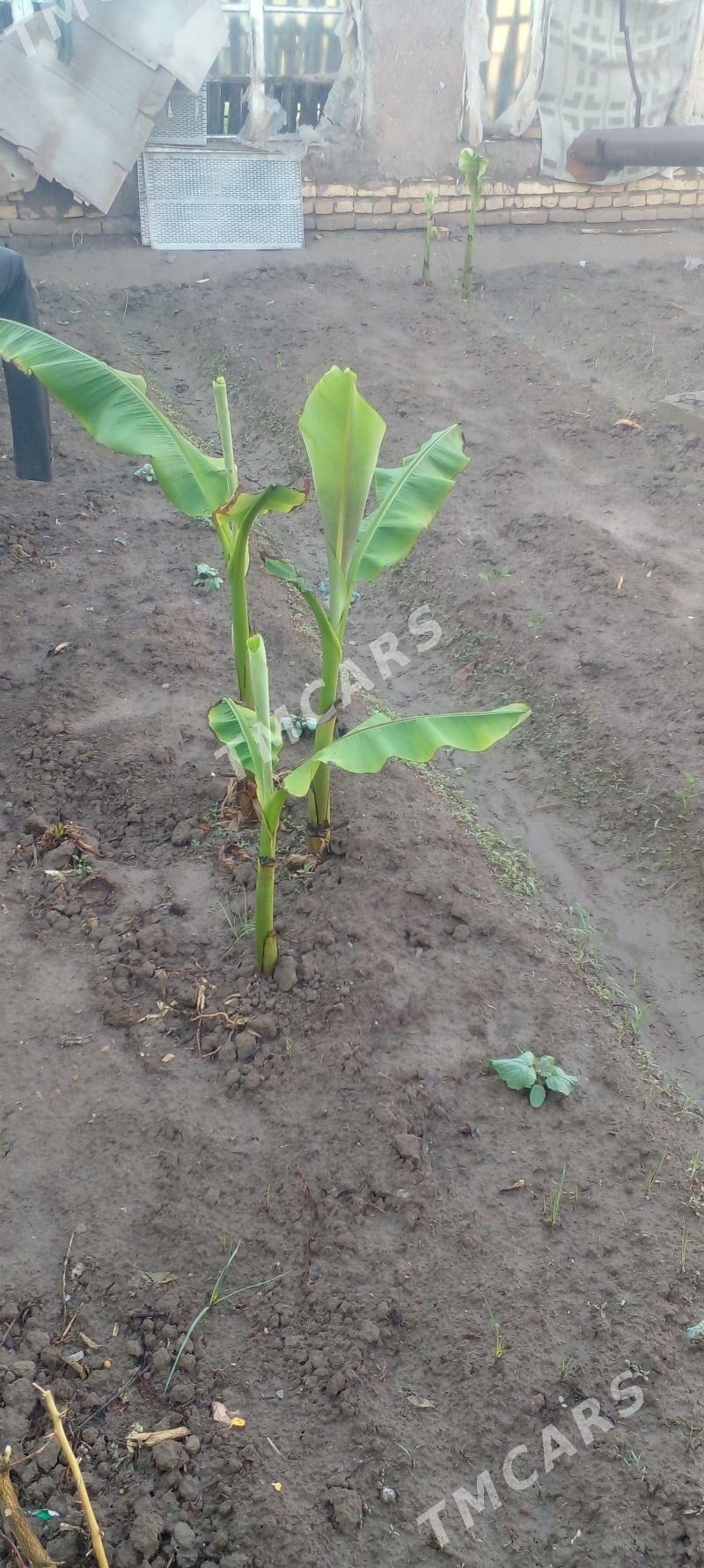 Banan nahal - Saýat - img 2